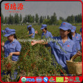 Low price goji berry can make goji cream goji price on sales promotion!